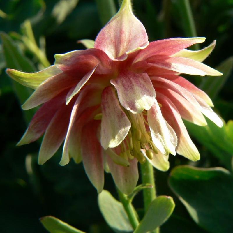 Aquilegia vulgaris Nora Barlow