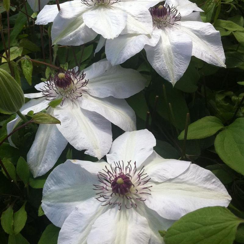 Clematis Miss Bateman