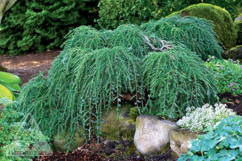 Tsuga canadensis Cole's Prostrata