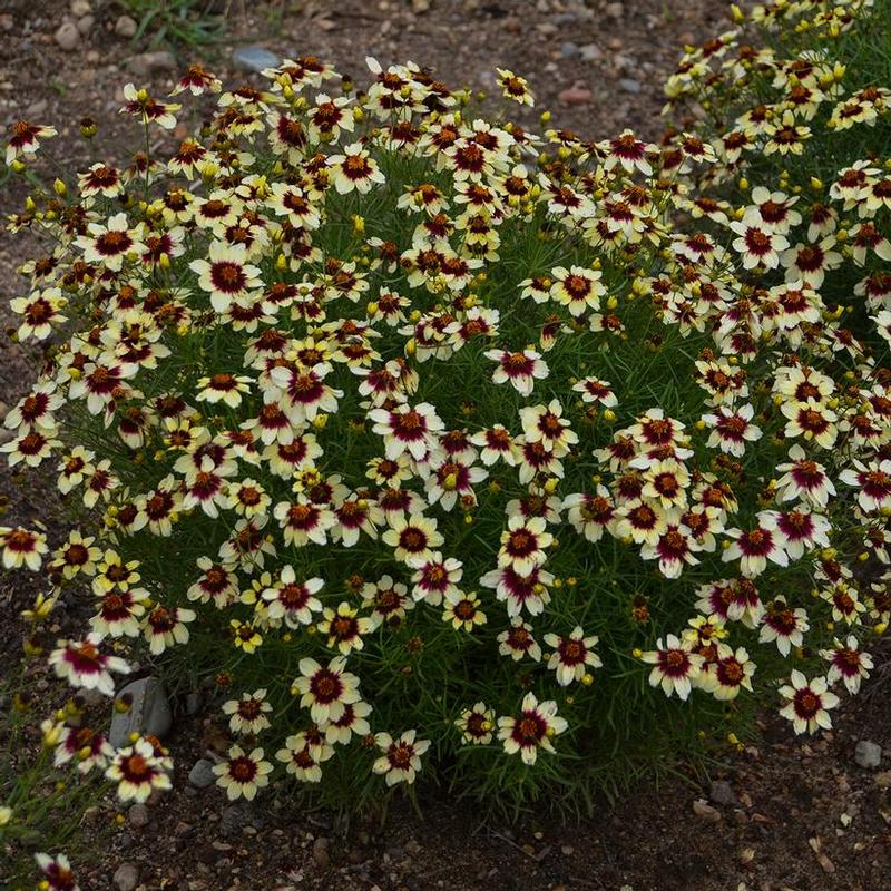 Coreopsis verticillata Sizzle & Spice® Red Hot Vanilla