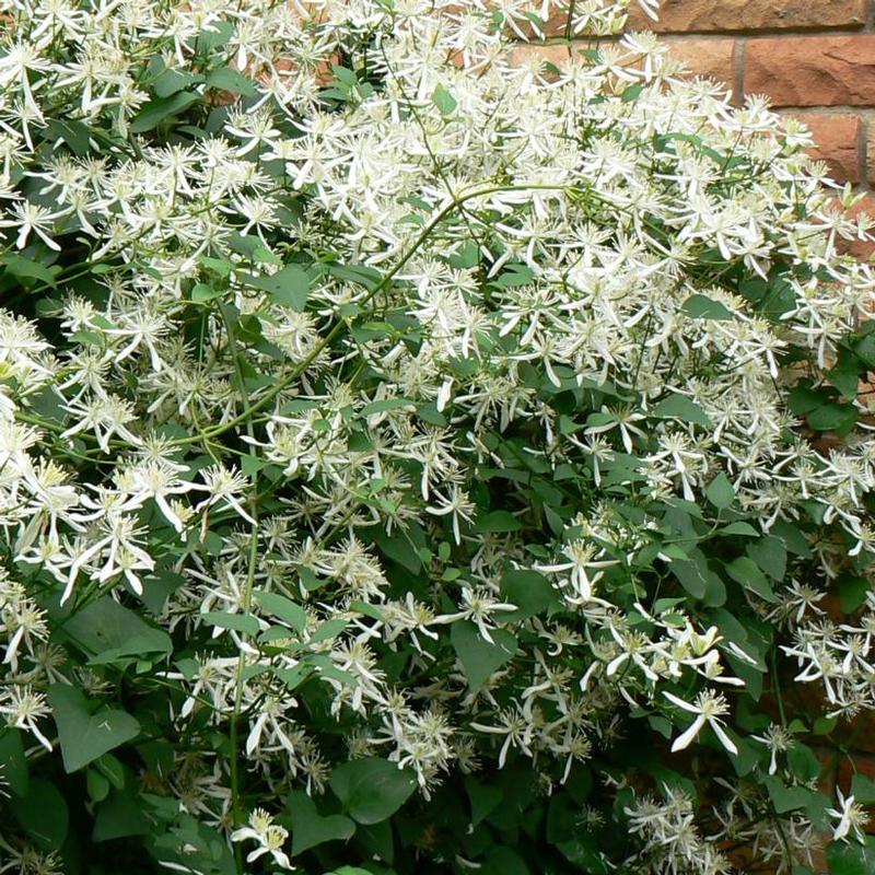 Clematis paniculata 