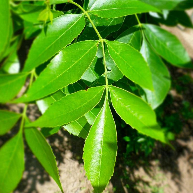 Fraxinus pennsylvanica Marshall