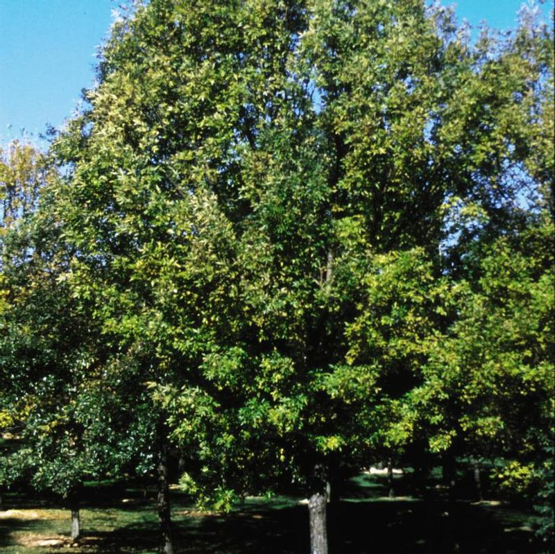 Fraxinus pennsylvanica Patmore