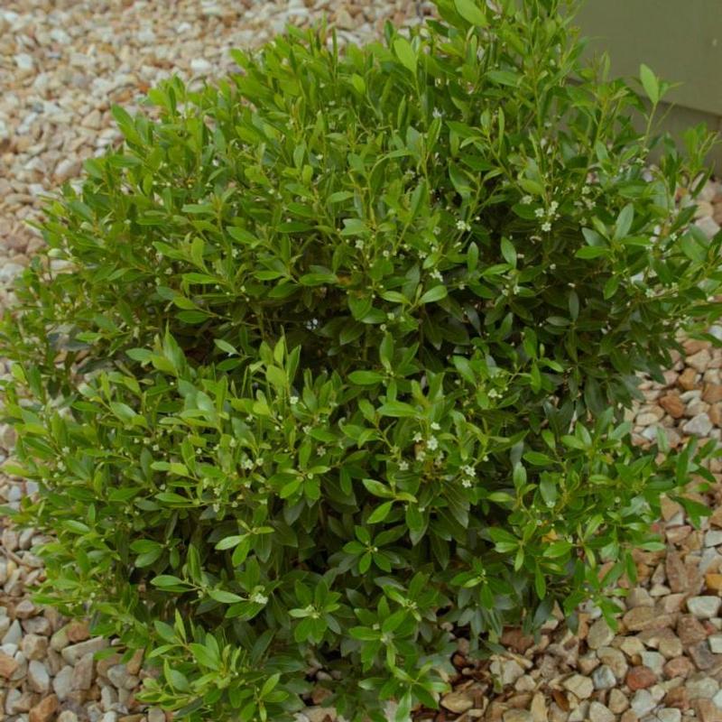 Ilex glabra Shamrock