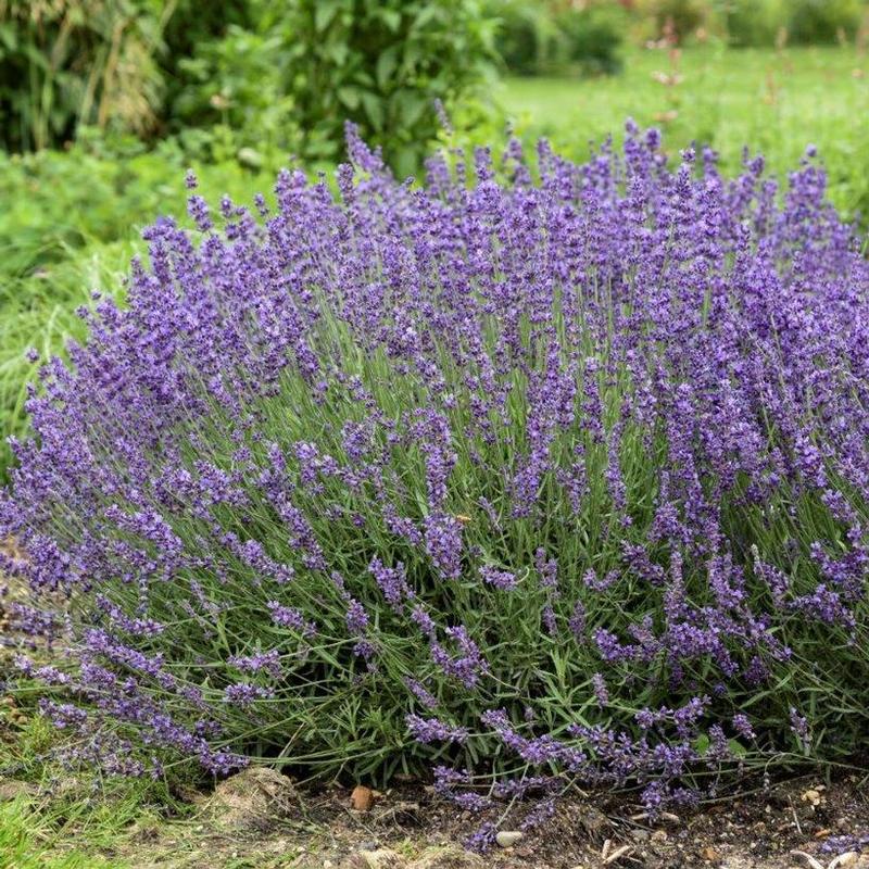 Lavandula angustifolia Imperial Gem