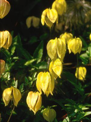 Clematis tangutica 