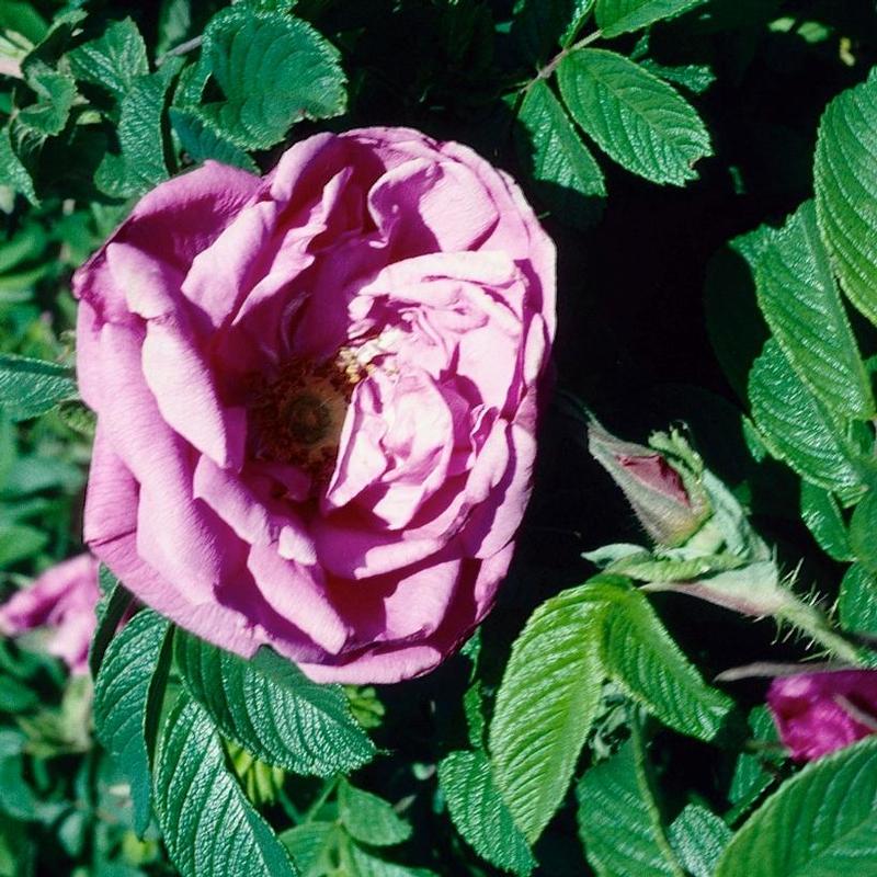 Rosa Pavement UHLwe