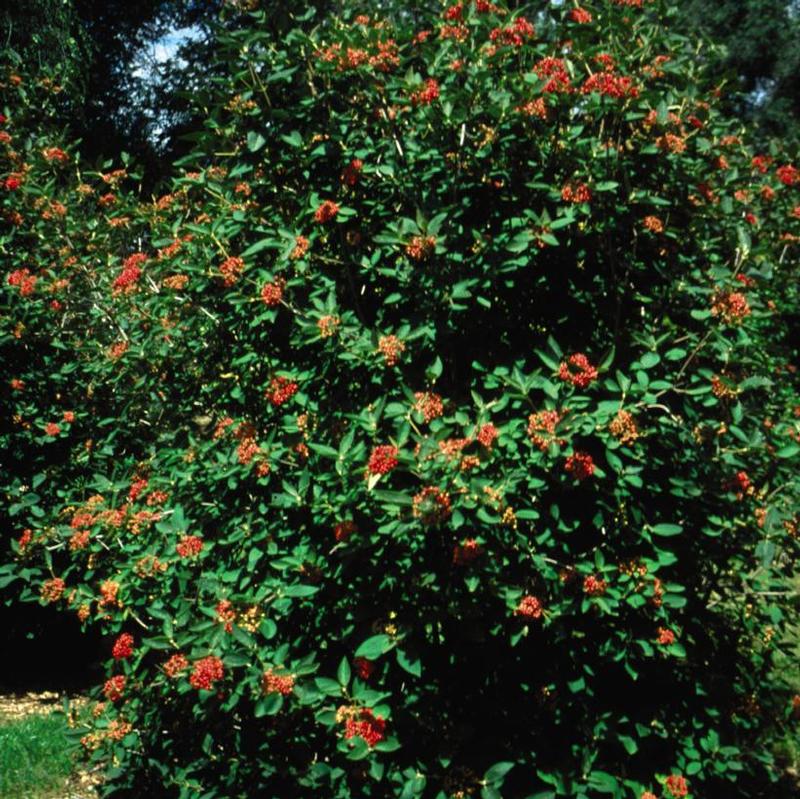 Viburnum x rhytidophylloides 