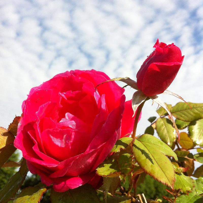 Rosa Parkland Winnipeg Parks