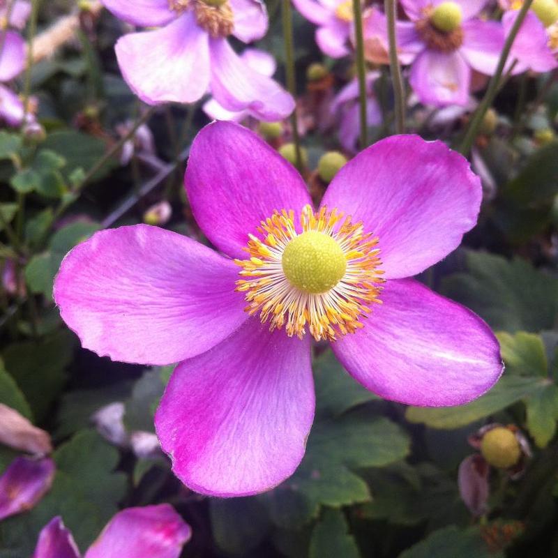 Anemone hupehensis Pretty Lady™ Pretty Lady Susan