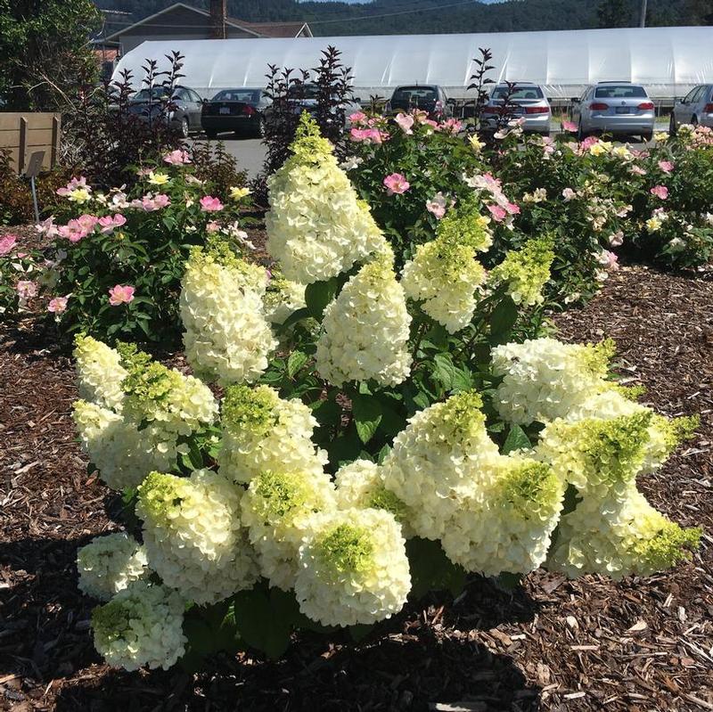 Hydrangea paniculata Bloomin' Easy® Kolmakilima