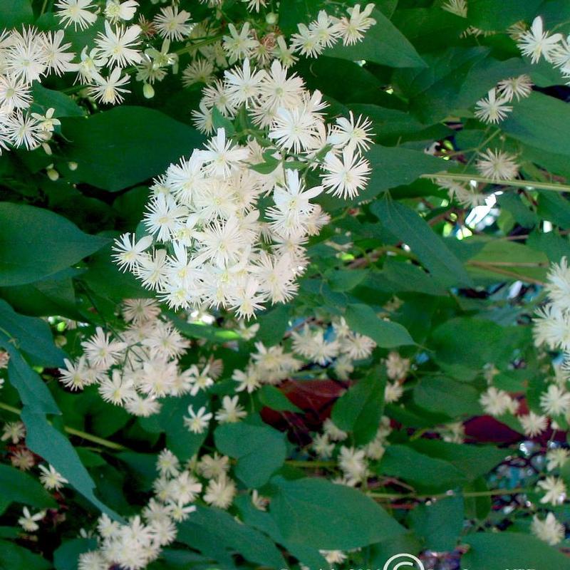 Clematis virginiana 