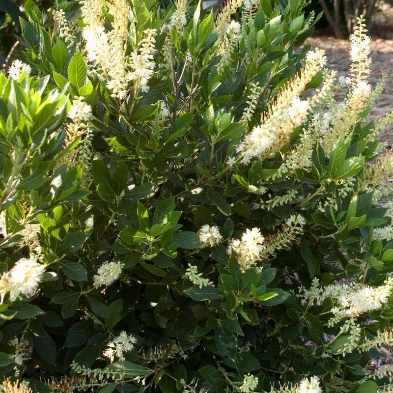 Clethra alnifolia Hummingbird