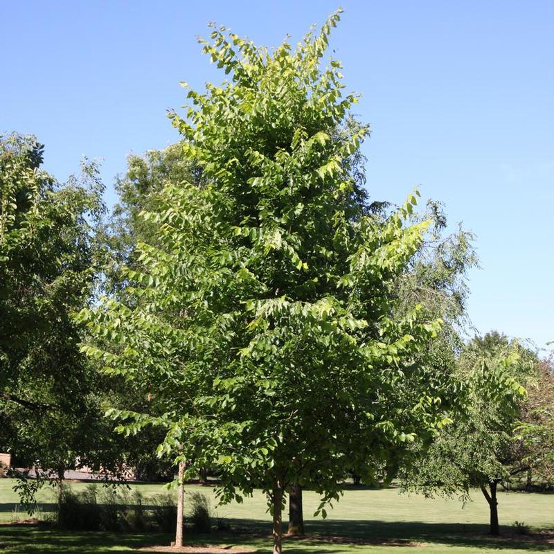 Ulmus americana New Harmony