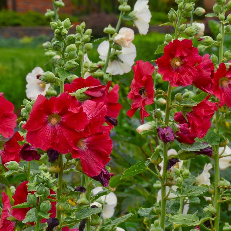 Alcea rosea Mars Magic