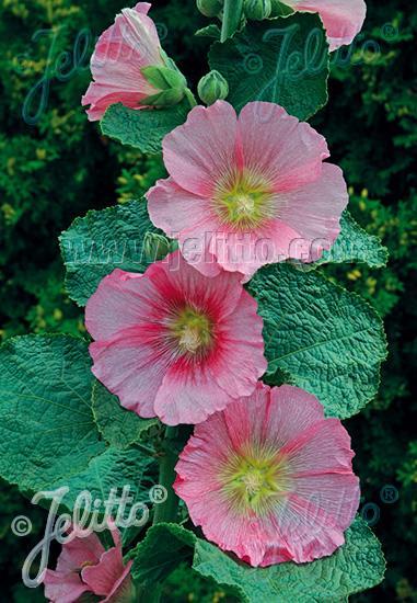 Alcea rosea Spotlight™ Radiant Rose