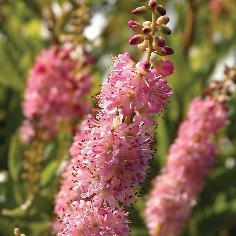 Clethra alnifolia Ruby Spice