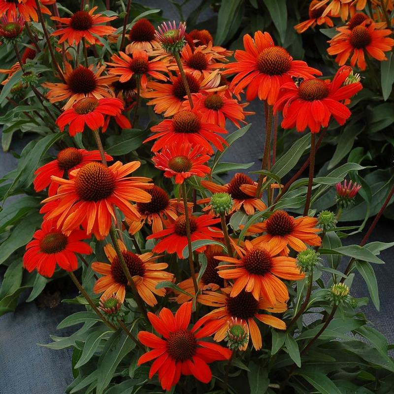 Echinacea x Kismet™ Kismet Intense Orange