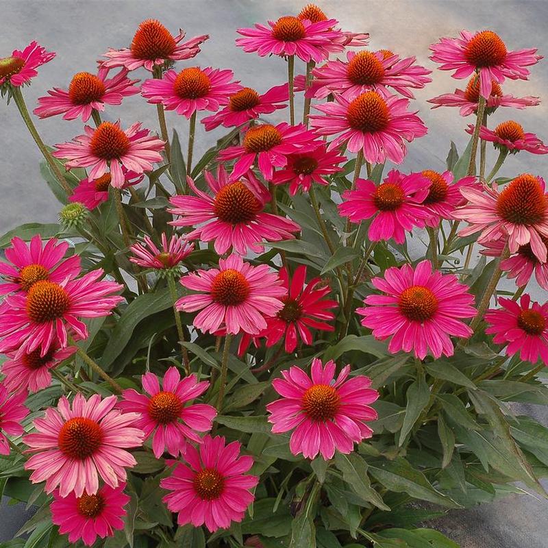 Echinacea x Kismet™ Kismet Raspberry