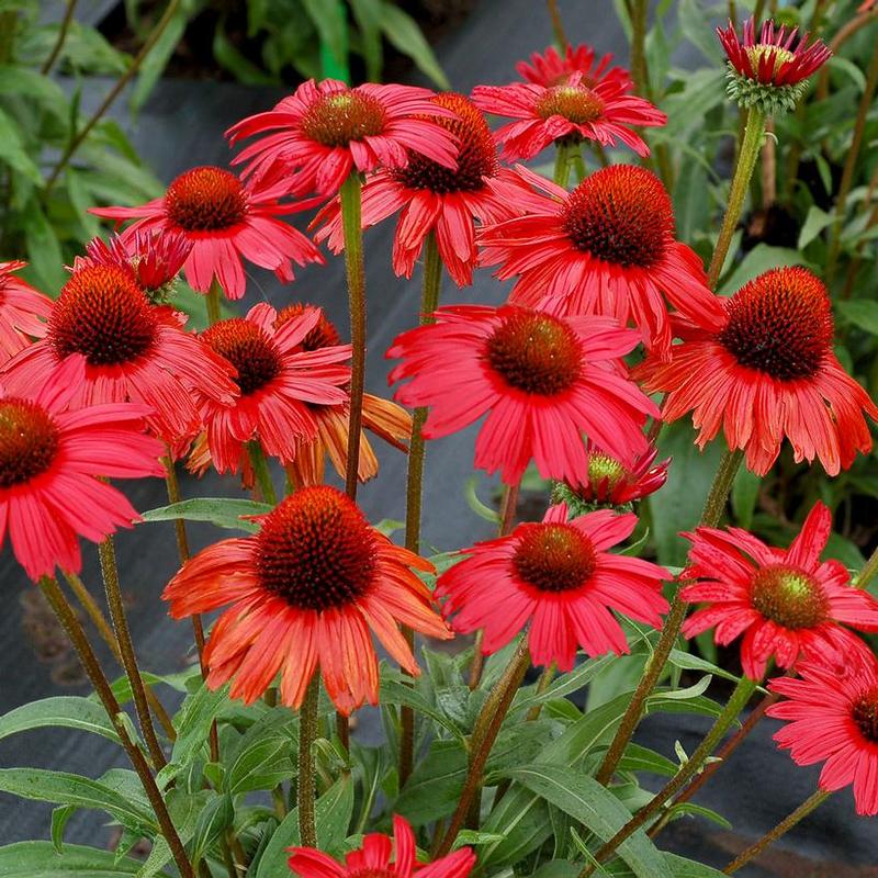 Echinacea x Kismet™ Kismet Red