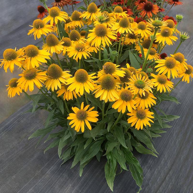 Echinacea x Kismet™ Kismet Yellow