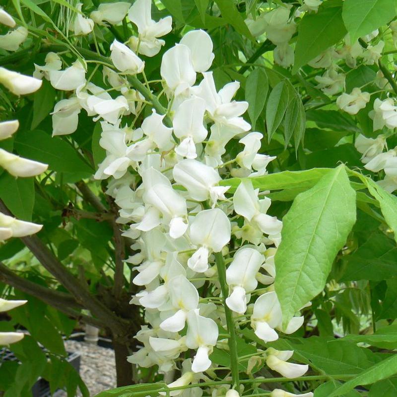 Wisteria floribunda Longissima Alba