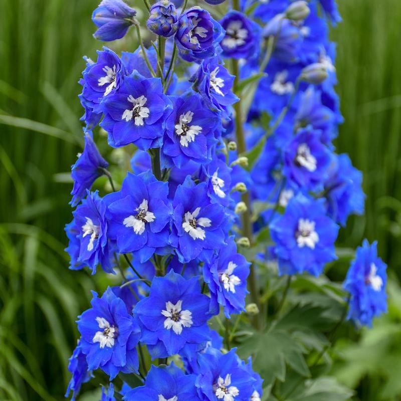 Delphinium elatum Cobalt Dreams