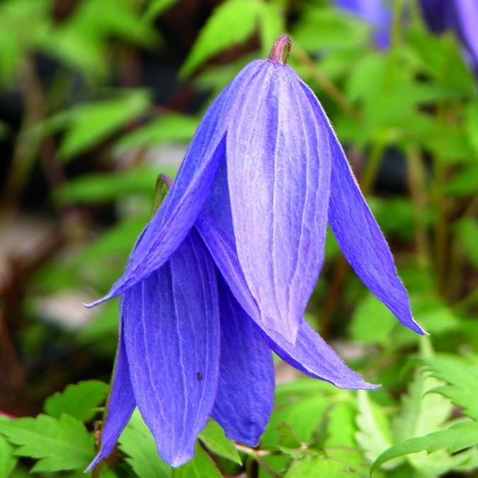 Clematis Frances Rivis