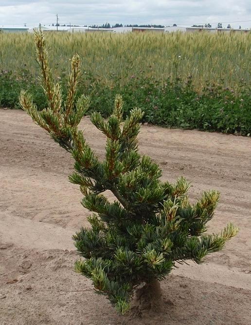 Pinus parviflora Fukai