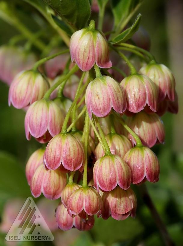 Enkianthus campanulatus Jan Iseli Pink