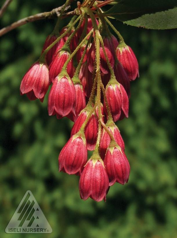 Enkianthus campanulatus Jan Iseli Red