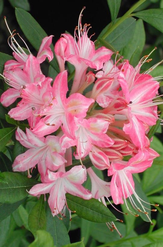 Azalea viscosum Ribbon Candy