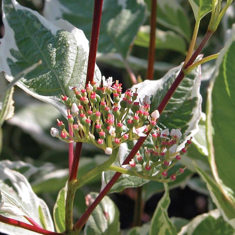 Cornus alba Elegantissima