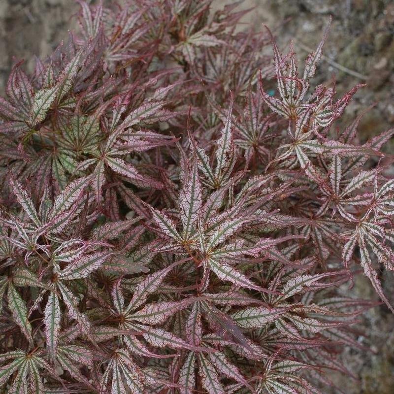 Acer palmatum Mikazuki