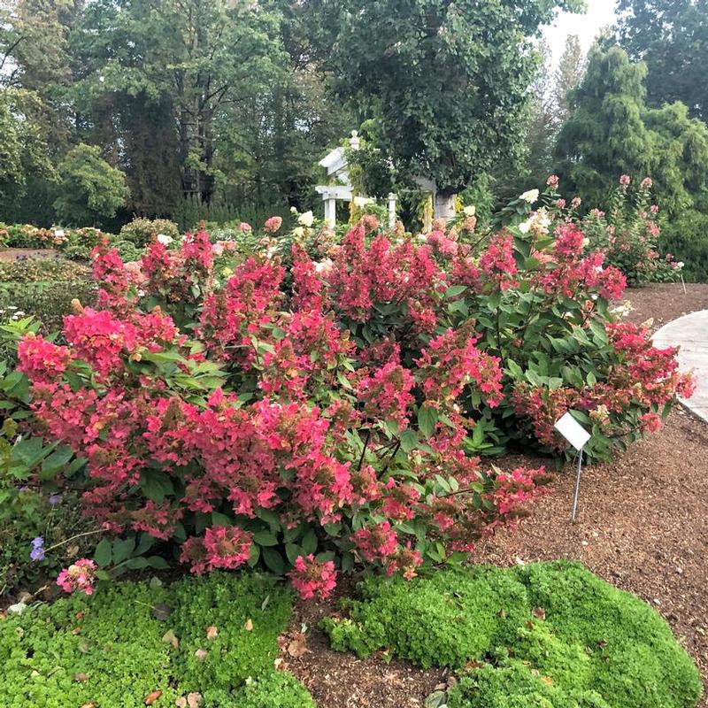 Hydrangea paniculata Bloomin' Easy® Kolmavesu