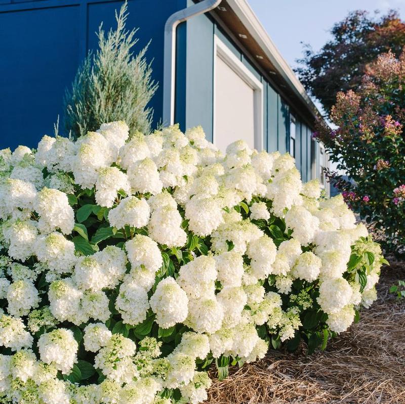 Hydrangea paniculata First Editions® Bailpanone