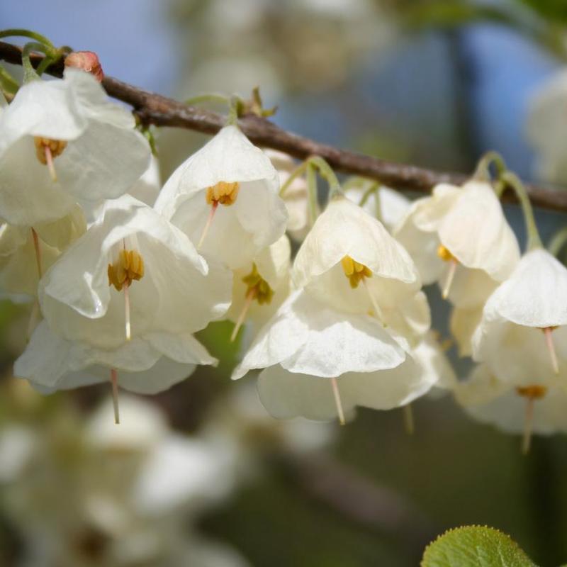 Halesia carolina UConn Wedding Bells