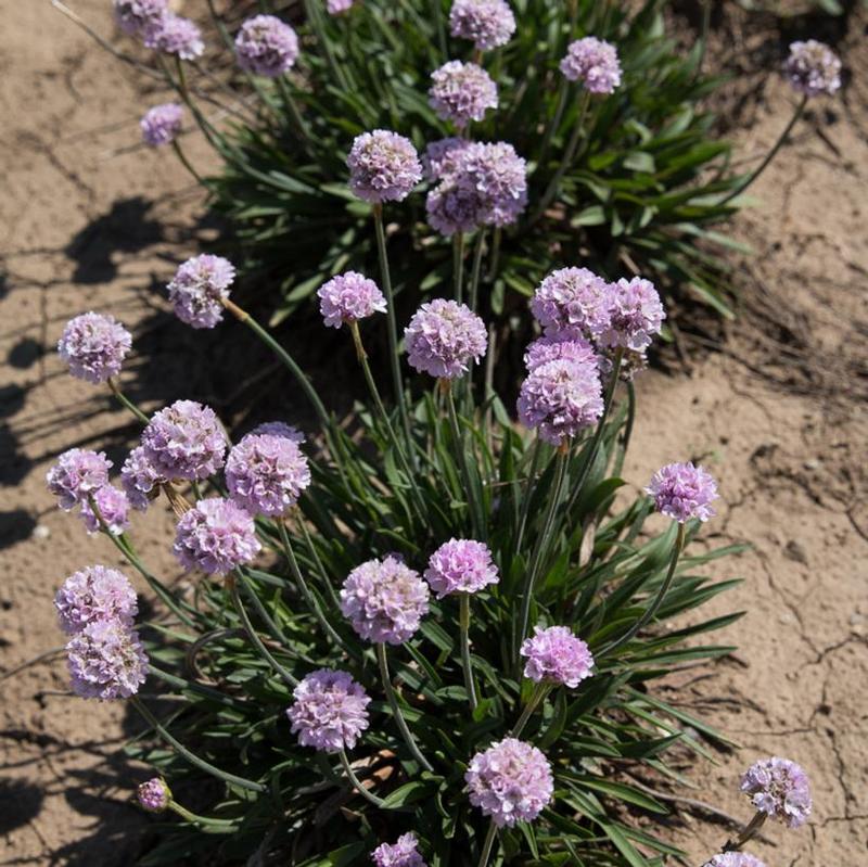 Armeria pseudarmeria Dreameria™ Sweet Dreams