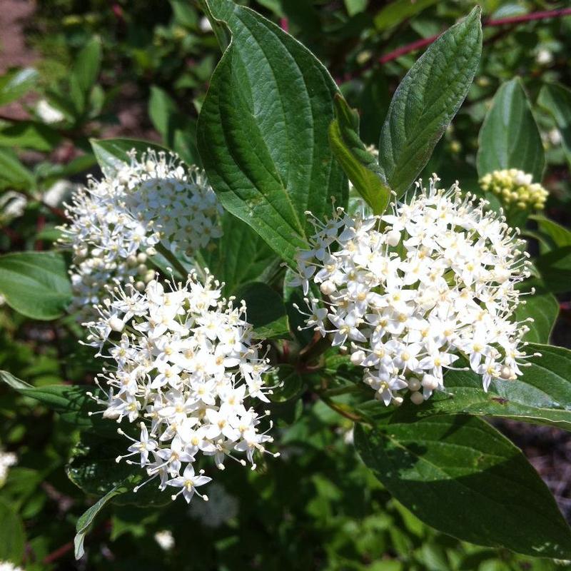 Cornus alba Sibirica