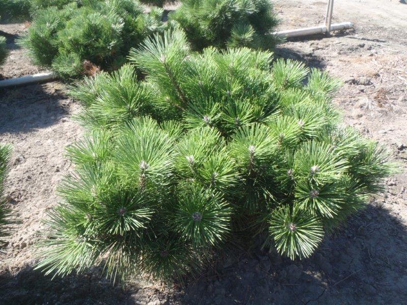 Pinus thunbergii Banshosho