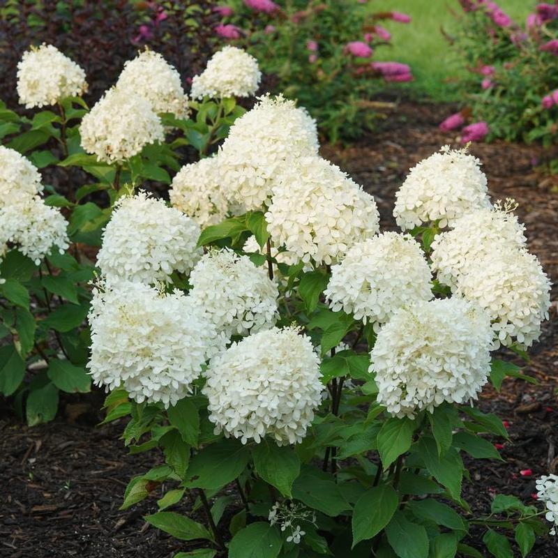 Hydrangea paniculata NCHP1