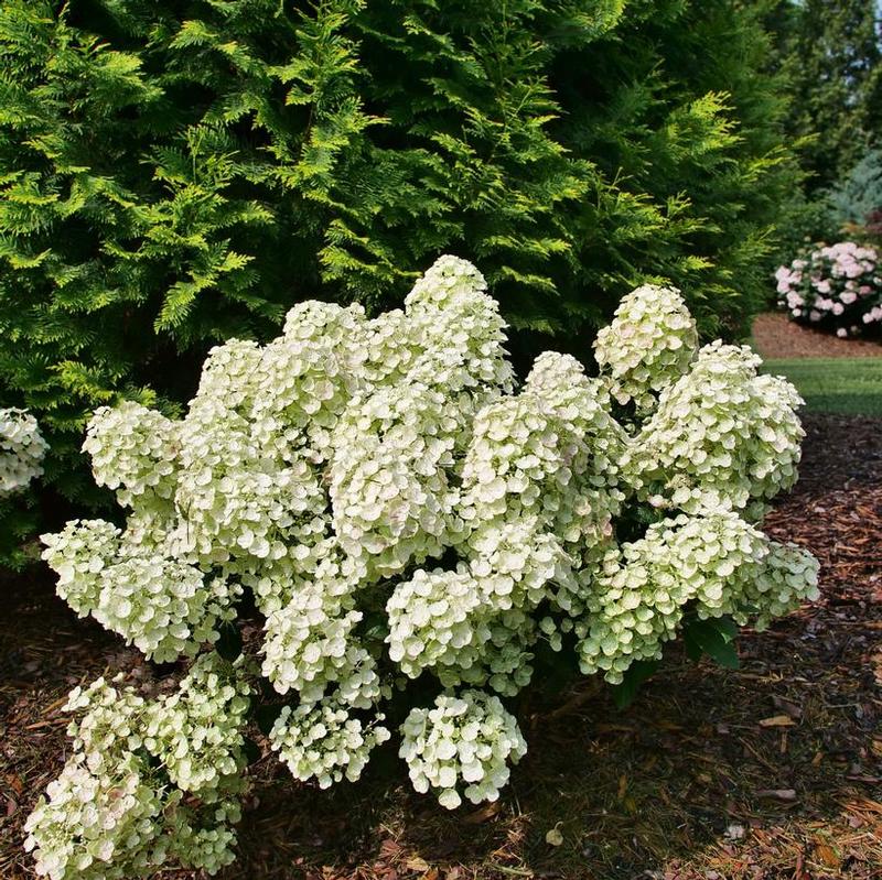 Hydrangea paniculata SMNHPSB