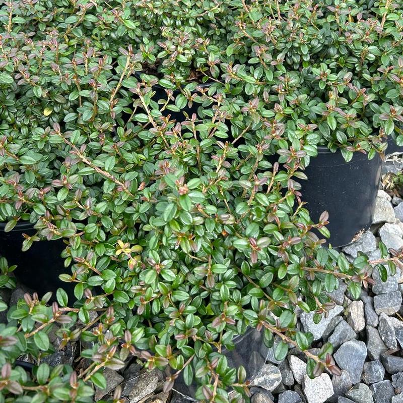 Cotoneaster x suecicus OSUCOT2