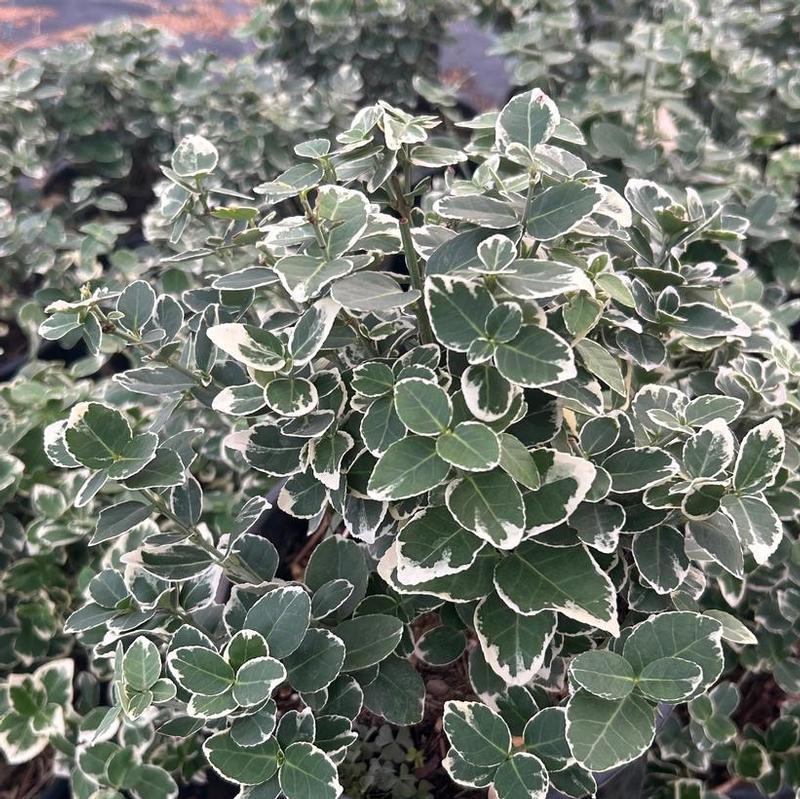 Euonymus fortunei Emerald Gaiety Big Leaf