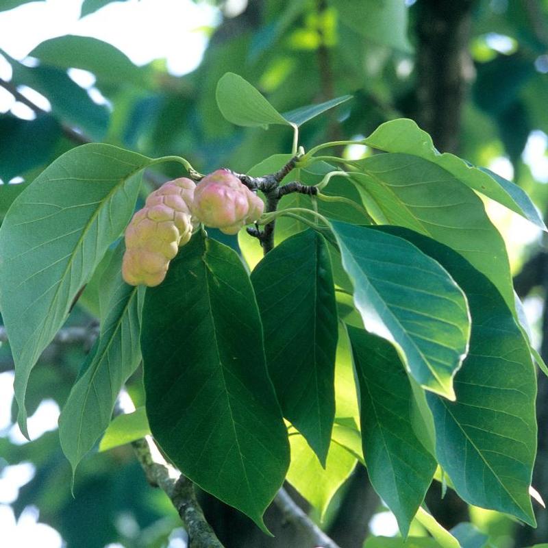 Magnolia acuminata 