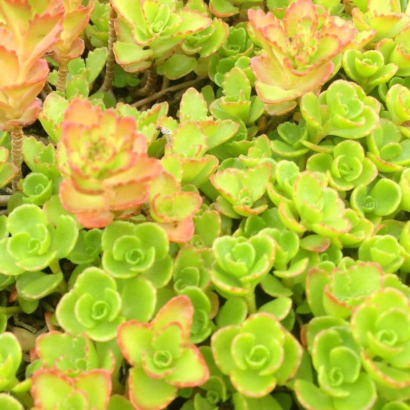 Sedum spurium Roseum