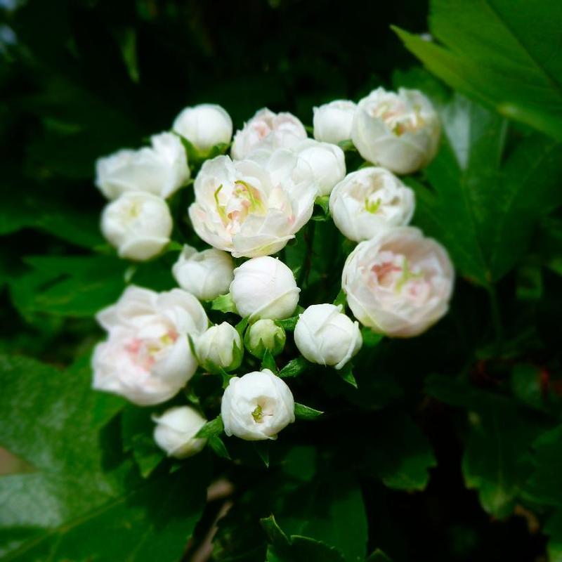 Crataegus x mordenensis Toba