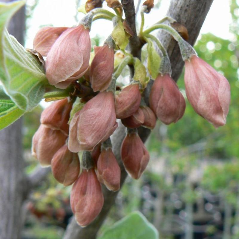 Halesia carolina Arnold Pink