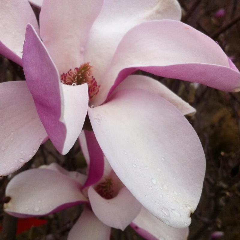 Magnolia x soulangeana Alexandrina