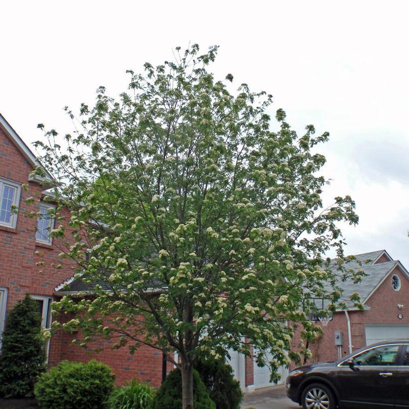 Sorbus aucuparia 